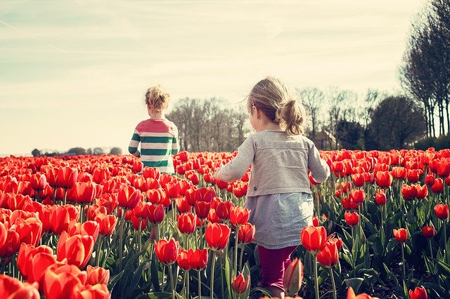 niños juegan en el campo de tulipanes